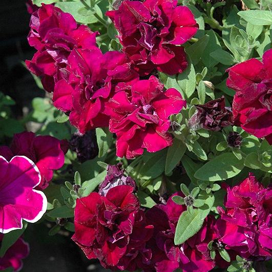 Петуния Sweetsunshine Burgundy - Petunia Sweetsunshine Burgundy