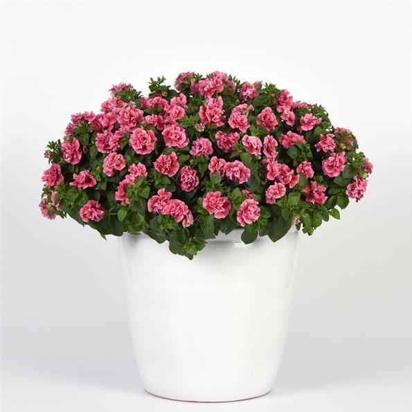 Петуния Sweetsunshine Compact Pink Red Veins - Petunia Sweetsunshine Compact Pink Red Veins