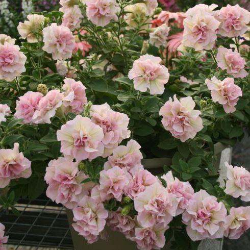 Петуния Sweetsunshine Light Pink - Petunia Sweetsunshine Light Pink