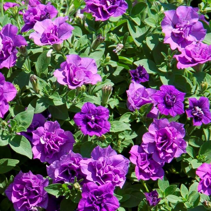 Петуния Sweetsunshine Provence - Petunia Sweetsunshine Provence