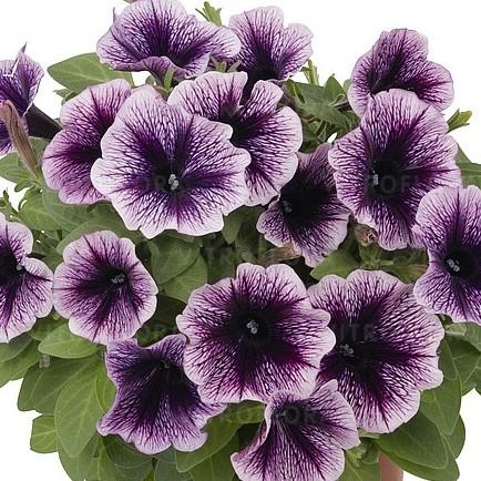 Светуния Blackberry Gem - Petunia Sweetunia Blackberry Gem
