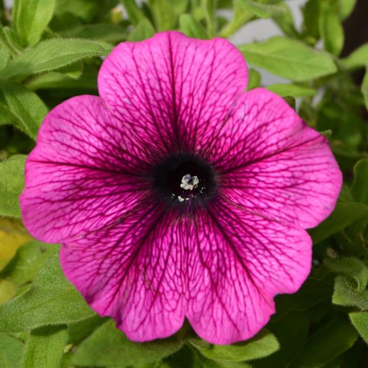 Светуния (петуния гибридная) бургунди с прожилками - Petunia Sweetunia Burgundy Gem