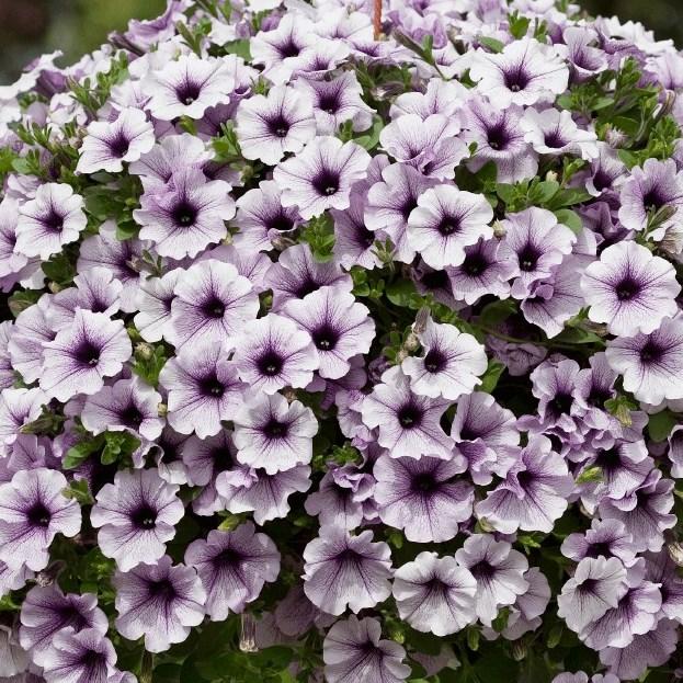 Петуния Tea Blue Vein - Petunia Tea Blue Vein