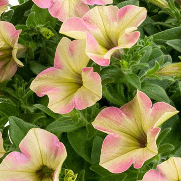 Петуния Tea Flamingo - Petunia Tea Flamingo