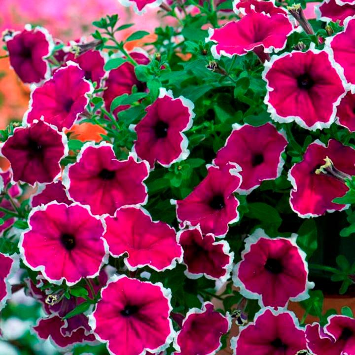 Петуния Tea Purple White Edge - Petunia Tea Purple White Edge