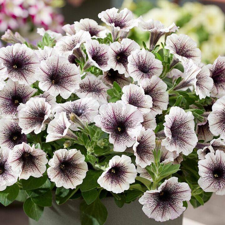 Петуния Tea Tiramisu - Petunia Tea Tiramisu