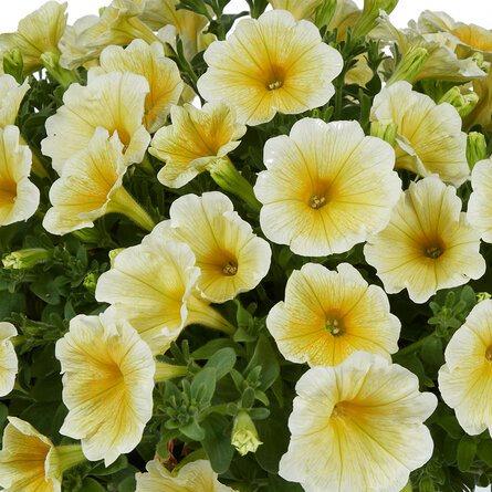 Петуния Tea Yellow - Petunia Tea Yellow