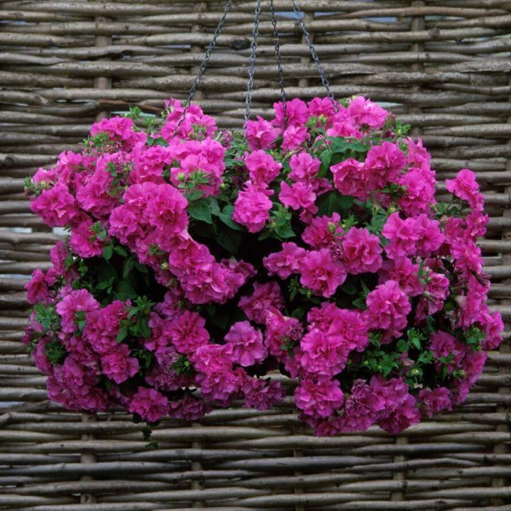 Петуния Tumbelina Candyfloss - Petunia Tumbelina Candyfloss