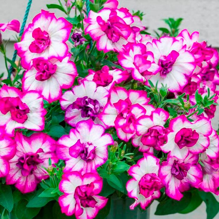 Петуния Tumbelina Compact Nicola - Petunia Tumbelina Compact Nicola