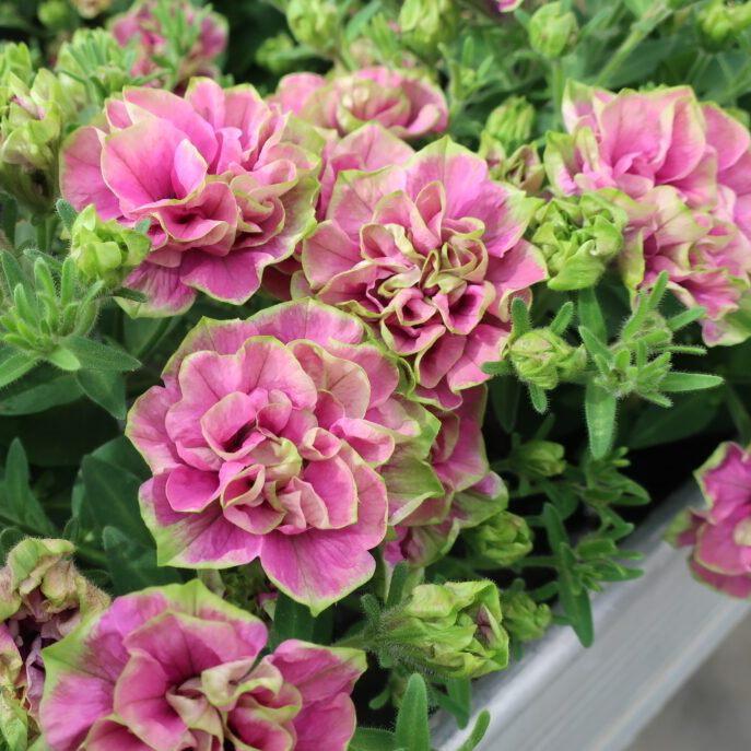 Петуния Tumbelina Darcey Rosa - Petunia Tumbelina Darcey Rosa