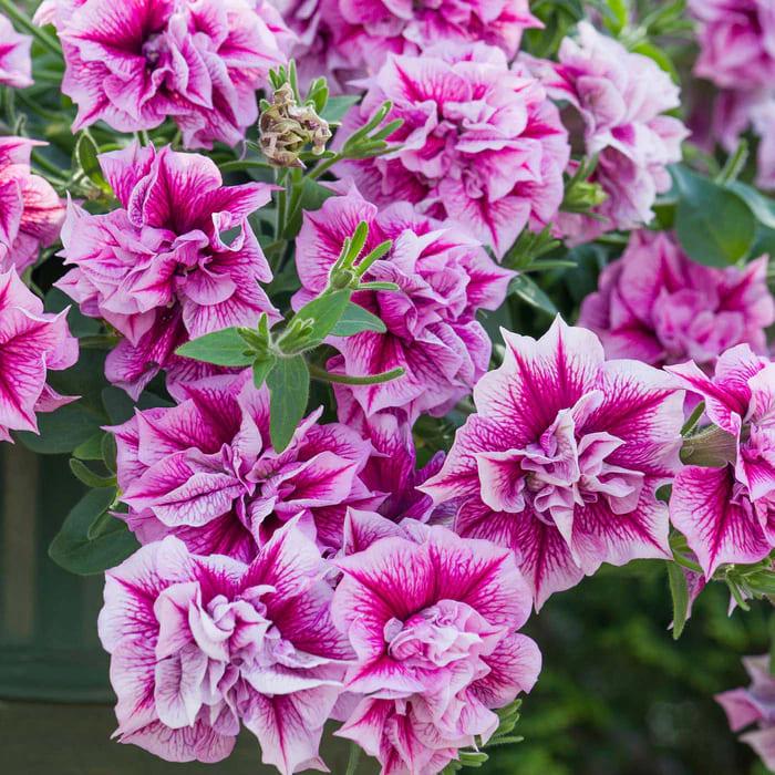 Петуния Tumbelina Helena - Petunia Tumbelina Helena