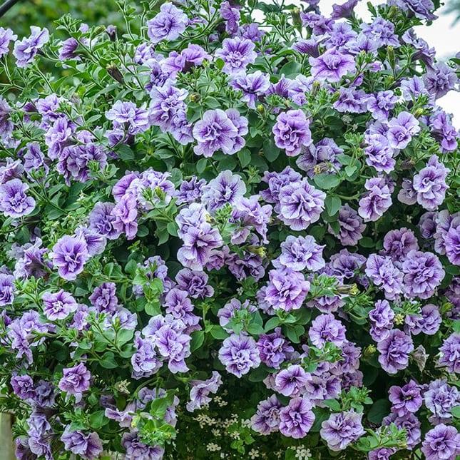 Петуния Tumbelina Priscilla Pro - Petunia Tumbelina Priscilla Pro