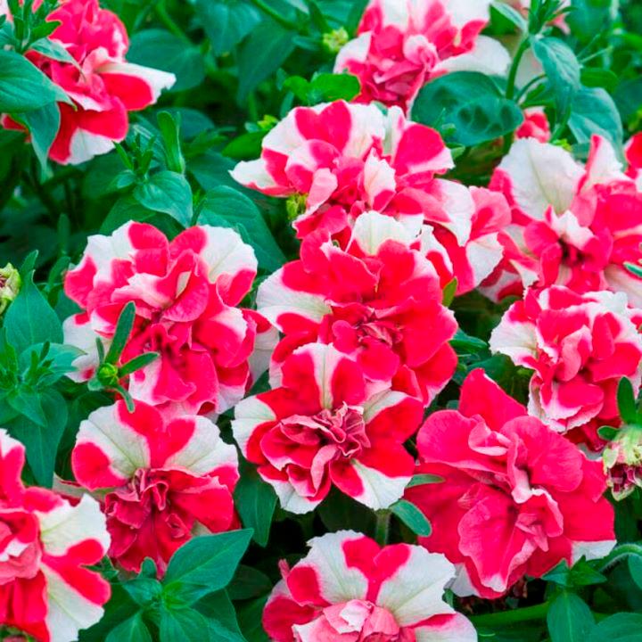 Петуния Tumbelina Scarlet Ripple - Petunia Tumbelina Scarlet Ripple
