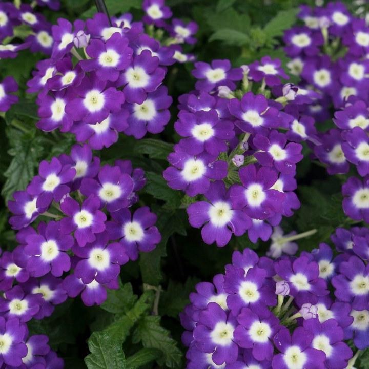 Вербена Lascar Bebop Blue - Verbena Lascar Bebop Blue