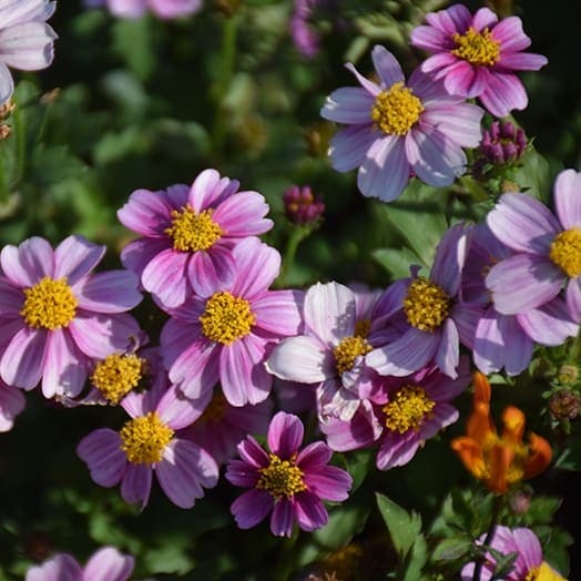 Биденс TIMELESS COLLECTION Pretty in Pink - Bidens TIMELESS COLLECTION Pretty in Pink